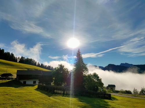 a tree in a field with the sun in the sky at Chi Plans in Antermoia