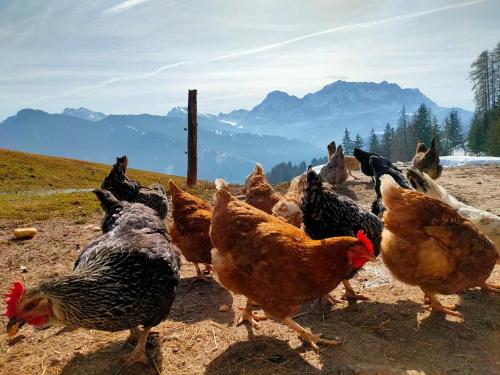 a group of chickens walking on a dirt road at Chi Plans in Antermoia