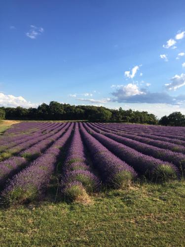 a field of purple flowers in a field at Agréable bastide provençale avec piscine in Barcelonne