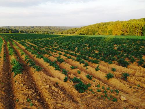 an aerial view of a field of crops at Hostellerie du Peiffeschof, The Originals Relais in Arlon