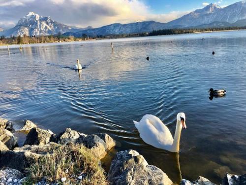 un cygne blanc et deux canards dans un lac dans l'établissement Hotel Fischer am See, à Füssen