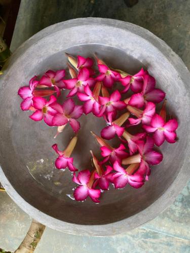 a bunch of pink flowers in a bowl of water at See Turtle Villa in Tangalle
