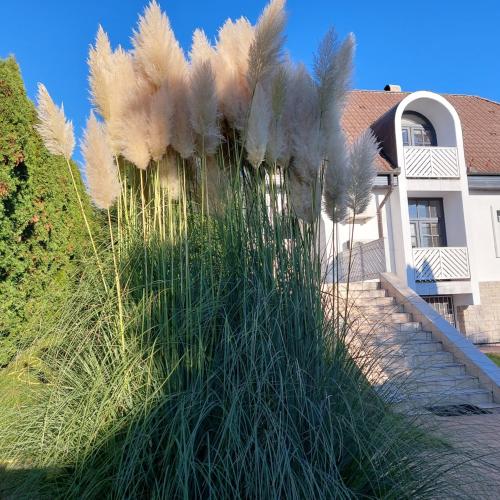 a field of tall grass in front of a house at Napfény villa in Balatonfüred