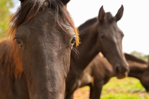 a group of horses standing next to each other at Pousada Campestre Vila Tiradentes in Tiradentes