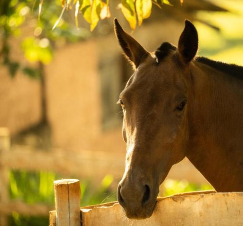 un cheval brun donnant sur une clôture en bois dans l'établissement Pousada Campestre Vila Tiradentes, à Tiradentes