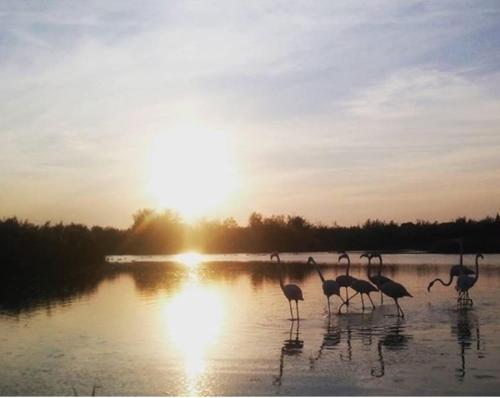 a group of birds standing in the water at sunset at Maison Antonia in Marsillargues