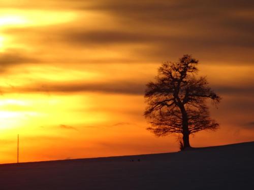 a tree on top of a hill with a sunset at Gemeinschaftshaus im Oberdorf in Lützelflüh