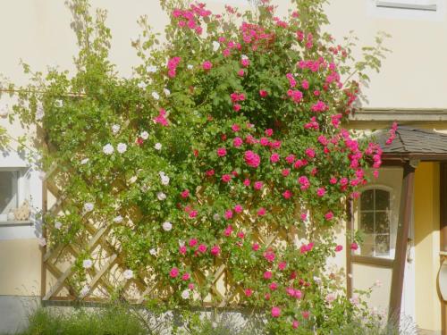 a large bush of pink flowers on the side of a house at Am Lindenbaum in Kirnitzschtal