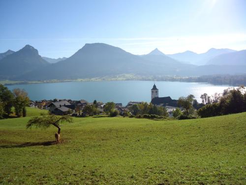a small tree in a field next to a lake at Apartmenthaus WALDHORN in St. Wolfgang