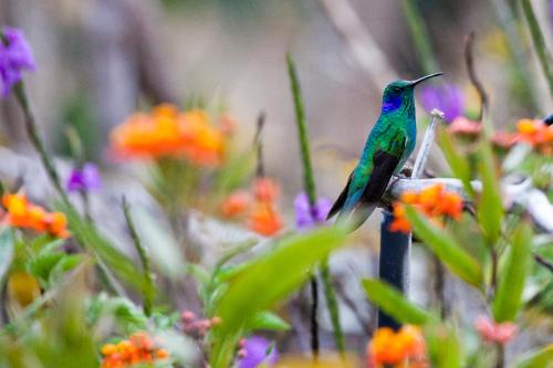 a hummingbird sitting on a bird feeder in flowers at Savegre Hotel Natural Reserve & Spa in San Gerardo de Dota