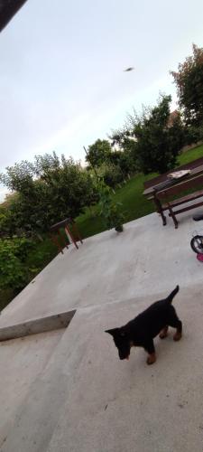 Czarny kot chodzący po chodniku obok ławki w obiekcie Casa din 2 Mai w mieście 2 Mai