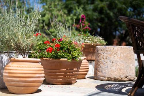 a group of potted plants sitting on a table at Nefeli Villa in Hydra