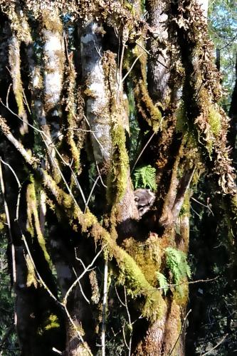 a tree covered in moss and vines at Moon Dance Perch in Madeira Park