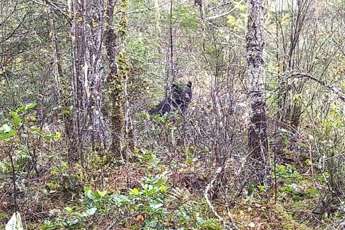 a black bear walking through the woods at Moon Dance Perch in Madeira Park