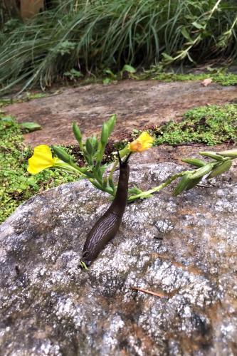 a small plant on a rock with yellow flowers at Moon Dance Perch in Madeira Park