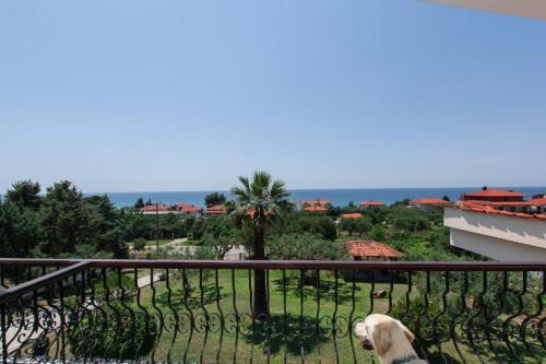 a dog sitting on the balcony of a building at Katerina's Garden Mola Kaliva in Mola Kalyva