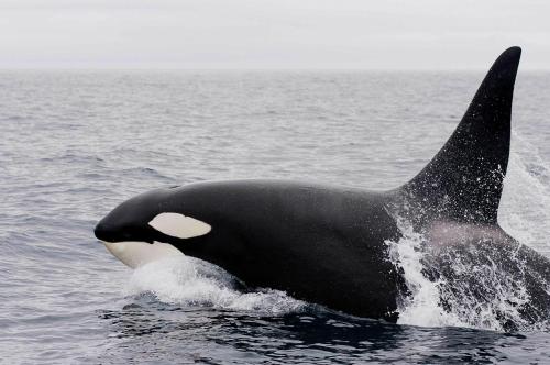 a killer whale jumping out of the water at Cozy cabin with stunning view in Alstad