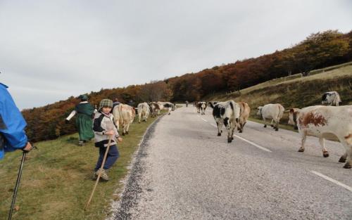 a group of people walking down a road with a herd of cows at Les Chantenées in La Bresse