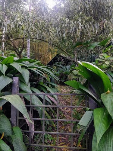 a gate in a garden with green plants at Los Mineros Guesthouse in Dos Brazos