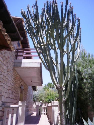 a cactus in a yard next to a building at Casa Romano - Marina di Modica in Marina di Modica