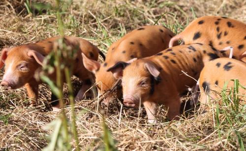 a group of pigs standing in the grass at Bastle Retreats Farm Cottage in Duns
