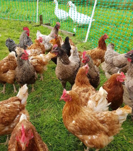 a group of chickens standing in the grass at Bastle Retreats Farm Cottage in Duns
