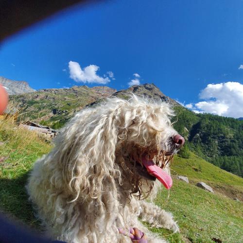 a dog with long curly hair sitting on a hill at Agriturismo B&B Chèvres à Cheval in Aosta