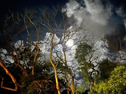 a group of trees with a cloudy sky in the background at Pipa Blue in Pipa