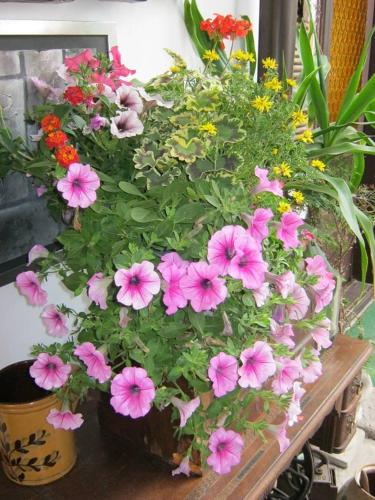a bunch of pink flowers in a pot at Fónagy és Walter Vendég- és Borház in Vác