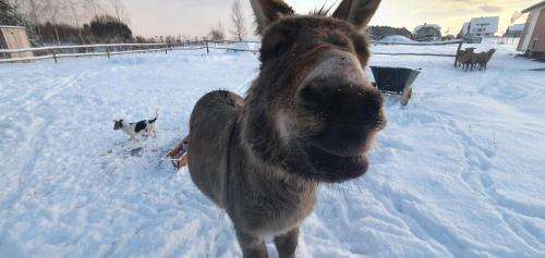 a donkey standing in the snow in the snow at Agroturystyka na Słonecznej Orawie u Dzikich in Jabłonka