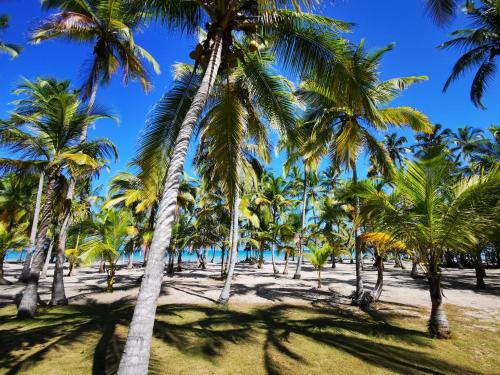 un groupe de palmiers sur la plage dans l'établissement Hotel Playa Mandala, à Palomino