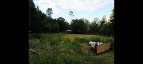 a group of sheep standing in a field at PO's Stugby in Orsa