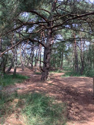 a tree in the middle of a dirt road at 't Greefsch Geluck in Kalmthout