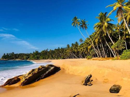 a sandy beach with palm trees and the ocean at La Perla Bentota in Bentota