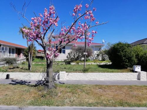 a tree with pink flowers on it in a yard at Homestay Double room, near the city center in Christchurch