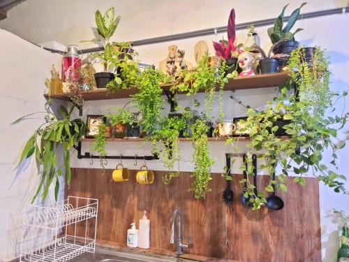 a bunch of plants on shelves above a kitchen sink at SEMERU HOSTEL MALANG in Malang