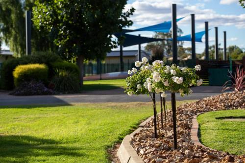 a flower garden with white flowers in a park at Berri Riverside Holiday Park in Berri