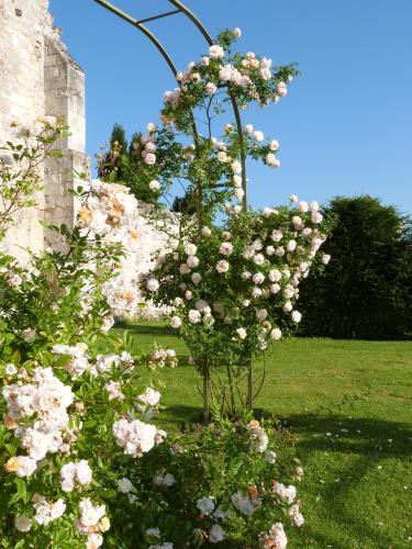 a bush of pink roses in a garden at Manoir du Plessis au Bois in Vauciennes