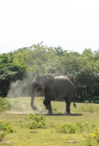 an elephant walking in a field with trees in the background at Koragaha Lodge - Yala in Tissamaharama