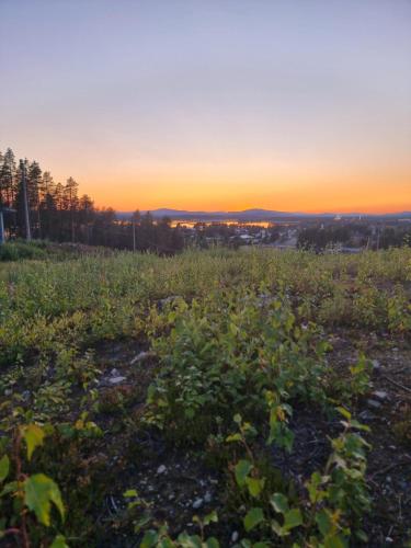 a field of plants with the sunset in the background at Hotell Tjamstan Malå in Malå