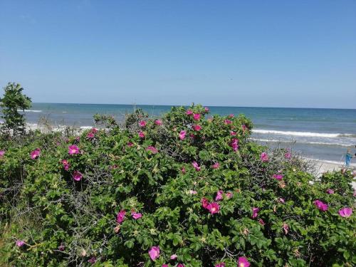 a bush with pink flowers on the beach at Ostsee-Auszeit in Stakendorf