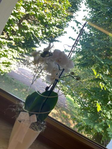 a vase with white flowers sitting in a window at Hohe Tanne in Aurbach