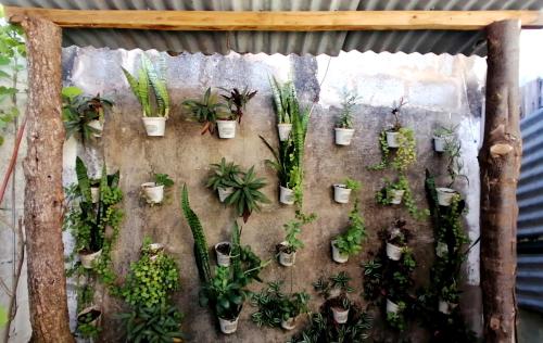 a bunch of potted plants on a wall at The Prawn Hatchery Pty Ltd on Amatikulu in Dokodweni