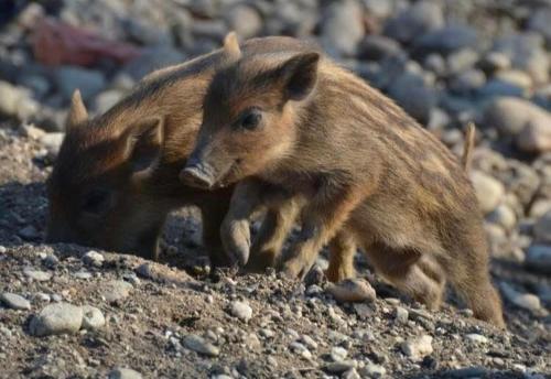 two baby animals are standing on the rocks at Agriturismo I Leprotti in Abbiategrasso