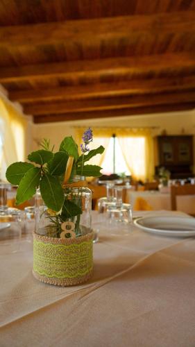a vase with a plant in it on a table at Agriturismo Azzarone in Vieste