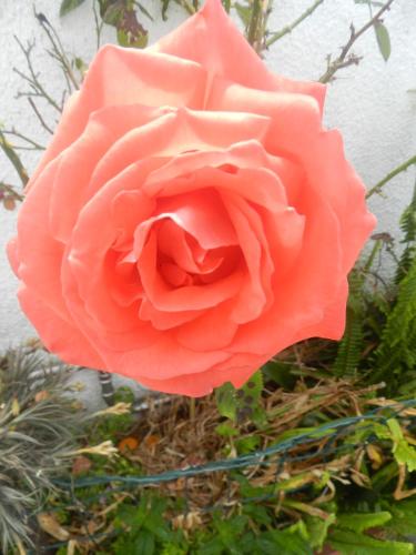 a pink rose in front of a wall at JP Guest House in Aveiro