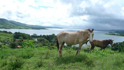 two horses standing in a field with a fence at Hotel La Mansion Inn Arenal in Nuevo Arenal