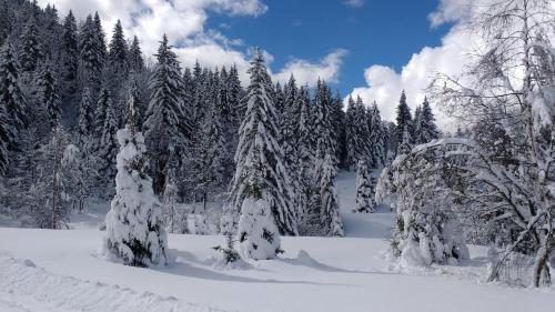 a snow covered forest of trees with snow covered branches at Kinghouse in Domodossola