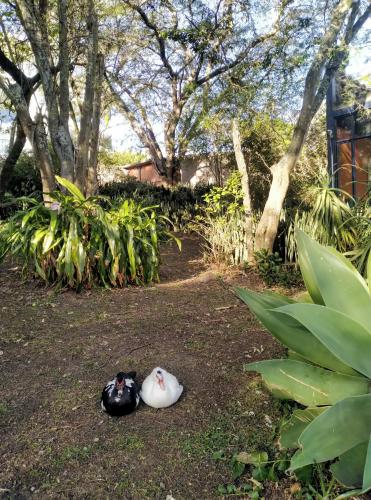 Taman di luar Casa del Aguacate Cumbaya - Tumbaco