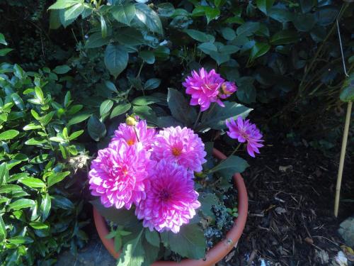 Gallery image of Orley House B&B in Drogheda